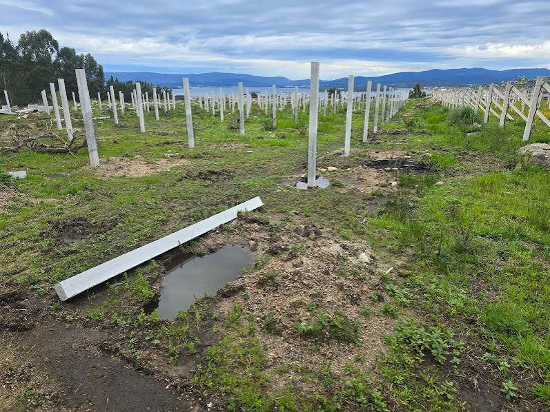 Viñedos en Vilagarcía, donde el sector trata de controlar el desarrollo de vegetación adventicia.