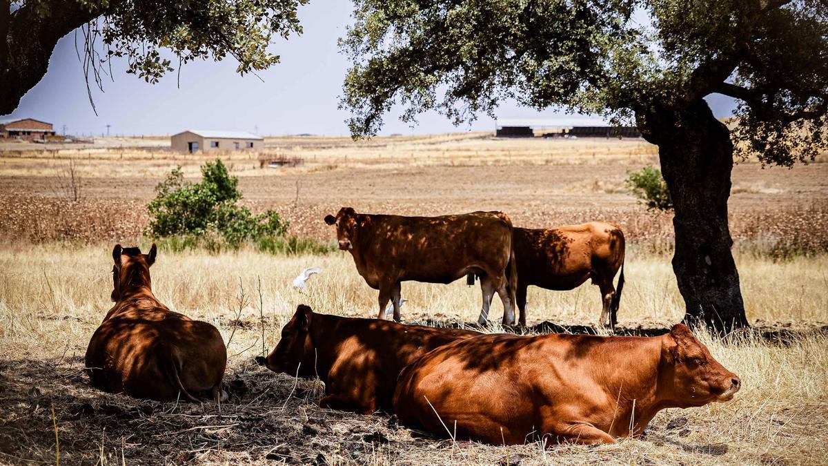 Debido a las altas temperaturas, los animales buscan refugio a la sombra de las encinas.