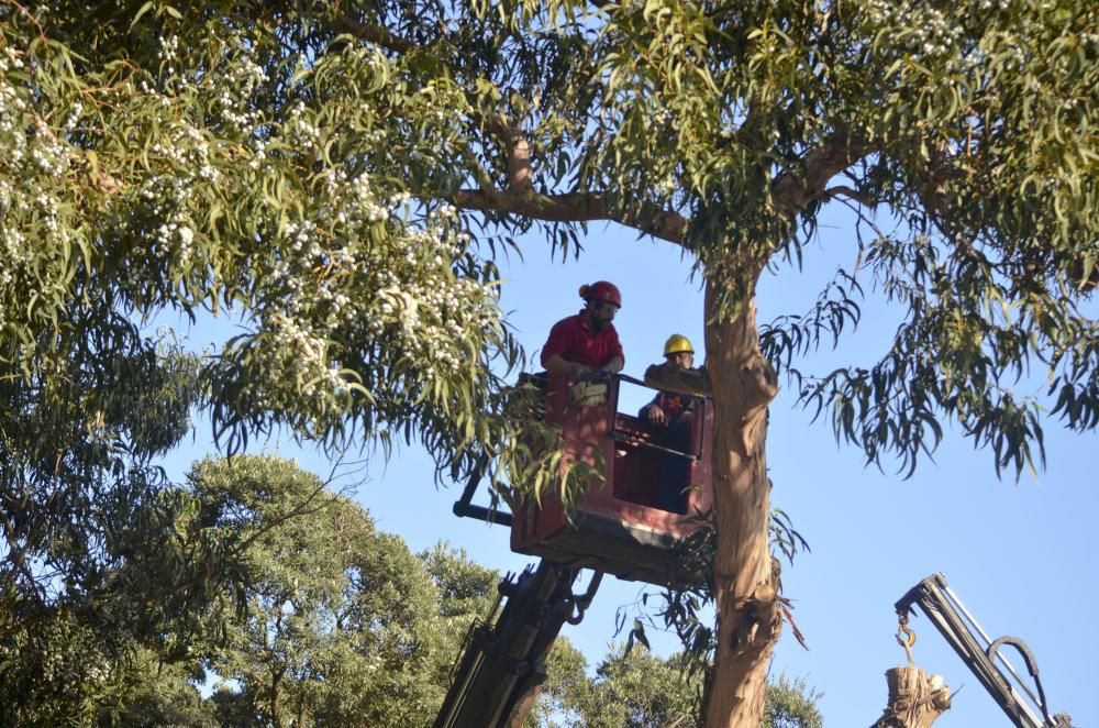 El Concello tala tres eucaliptos con riesgo de caída