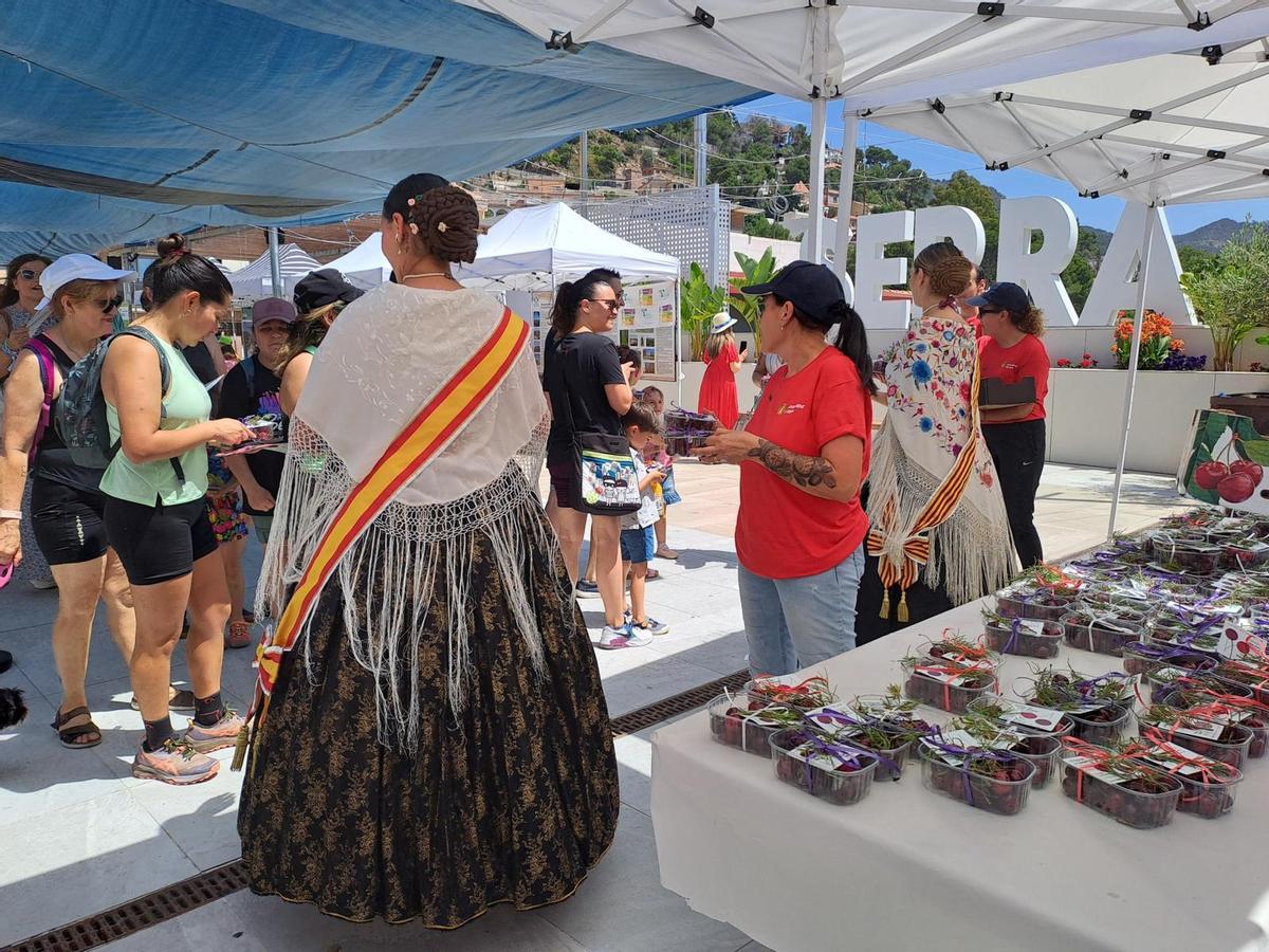 El domingo 31 de mayo tendrá lugar el tradicional reparto de cerezas entre las personas visitantes.