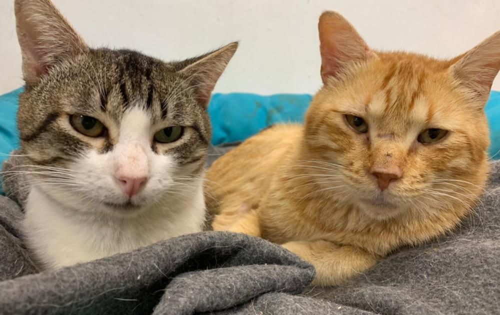 Clare y Garfield. Ambos fueron abandonados y sufren la inmunodeficiencia felina, que no se contagia a los seres humanos ni a otros animales. Clare tiene unos tres años y Garfield, seis y son muy cariñosos con el resto de personas y animales que les rodean.