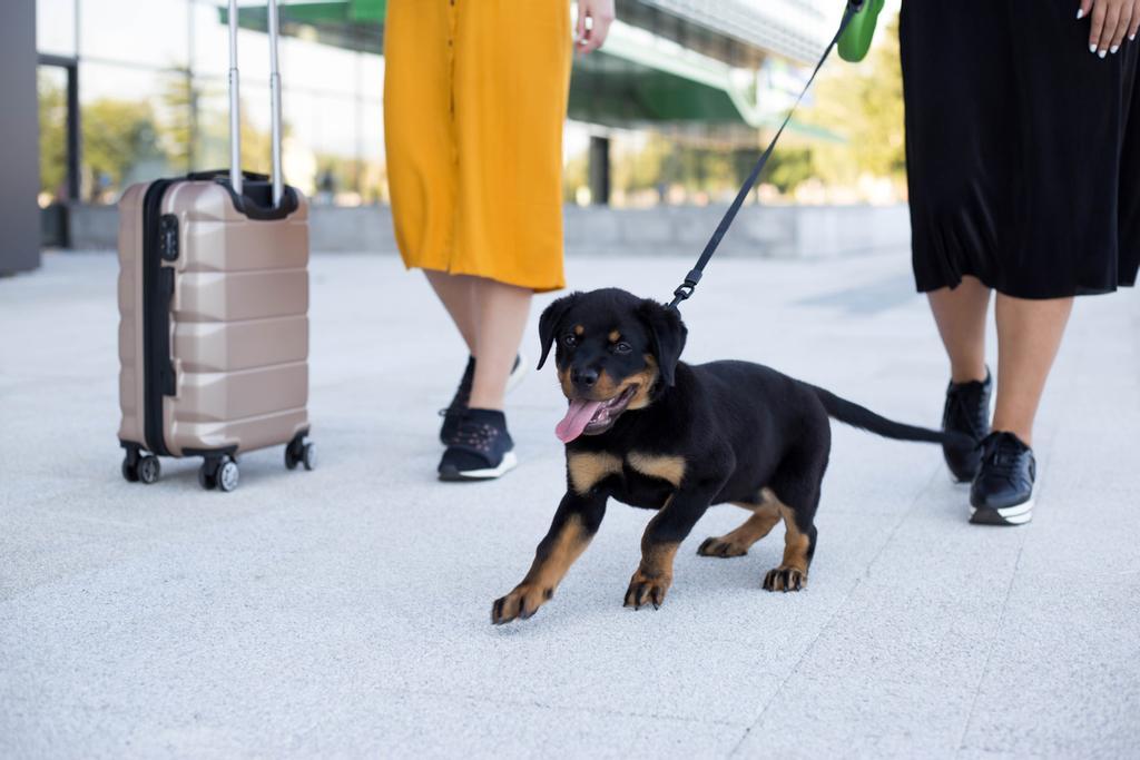 Viaja por Europa con tu perro