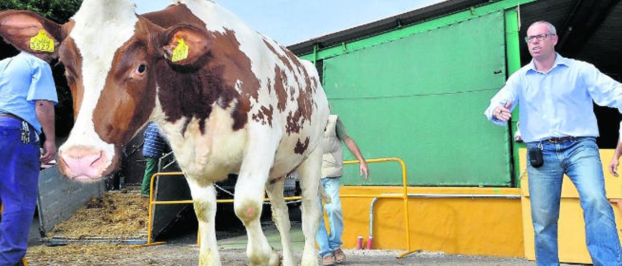 Los ganaderos denuncian el acopio de piensos del REA para subir los precios