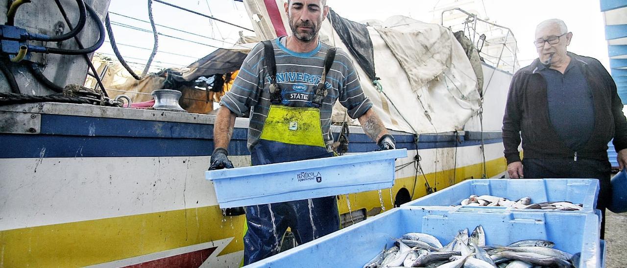 Un pescador trae la pesca del día al Puerto de Castelló.