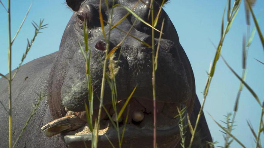 Pepe, el hipopótamo de Pablo Escobar: un disparo en el corazón y dos en la cabeza