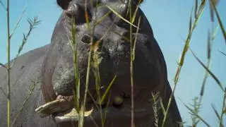 Pepe, el hipopótamo de Pablo Escobar: un disparo en el corazón y dos en la cabeza