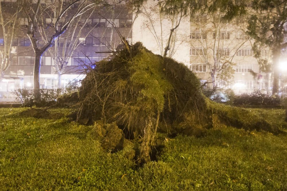 Árbol caído por el temporal en Blasco Ibáñez.