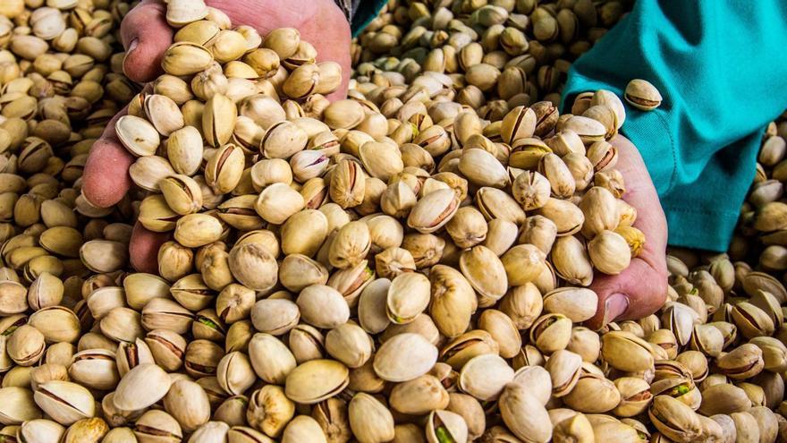 Desaconsejan en Málaga pistachos o algarrobas como alternativas frente al olivar