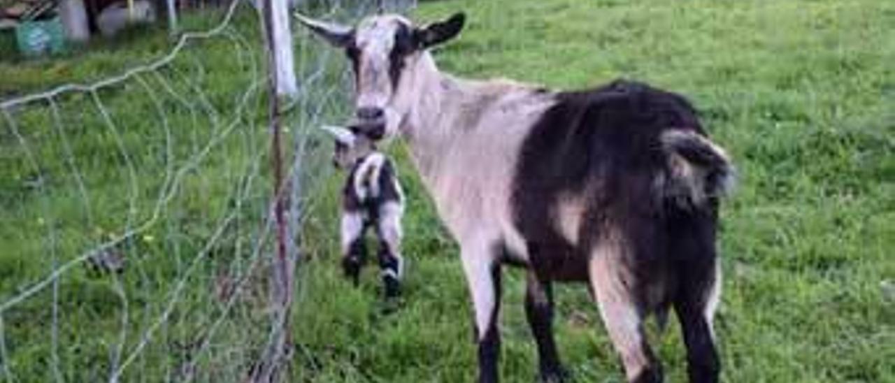 Las cabras &quot;Lola &quot; y &quot;Lolita&quot;, en una finca de Las Regueras.