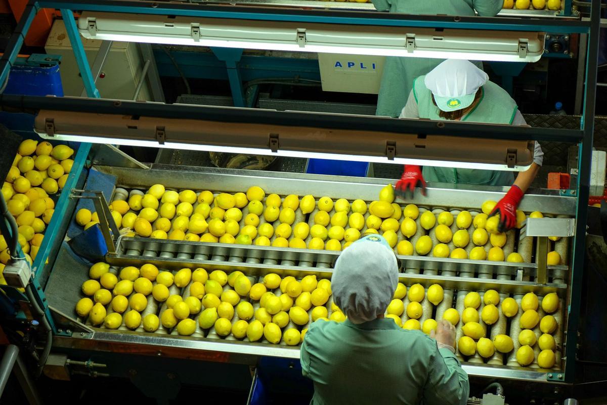 Lineal de producto de una cooperativa regional asociada a Fecoam.