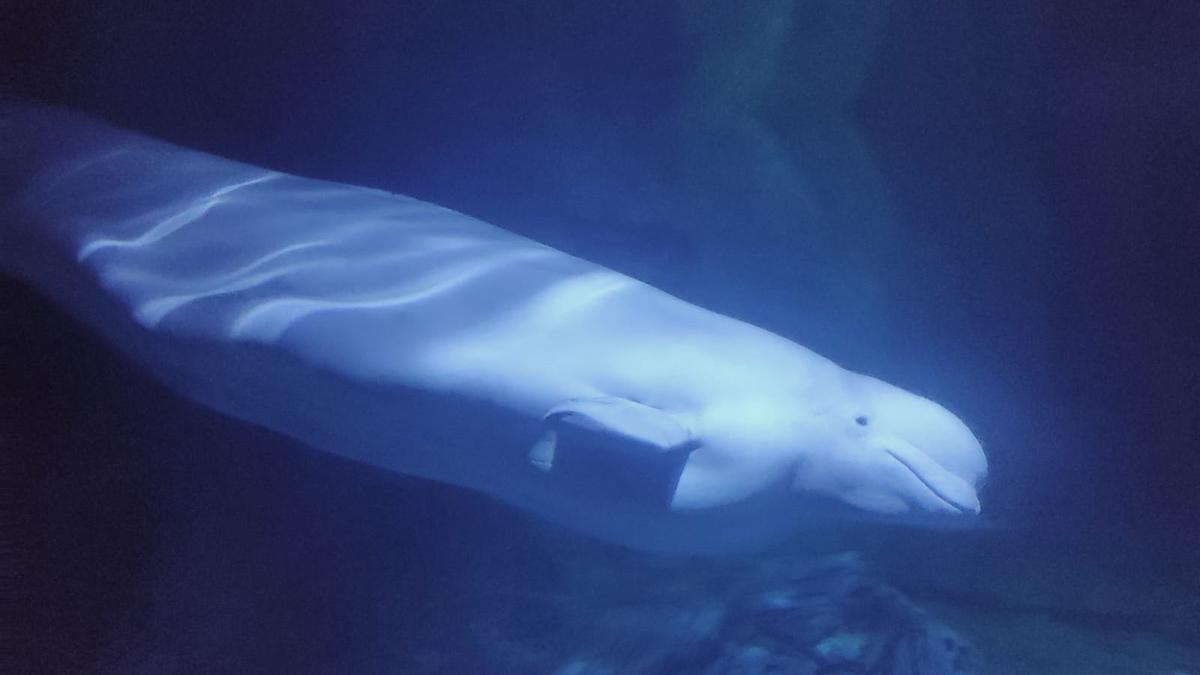 Una beluga, a l’Oceanogràfic de València.