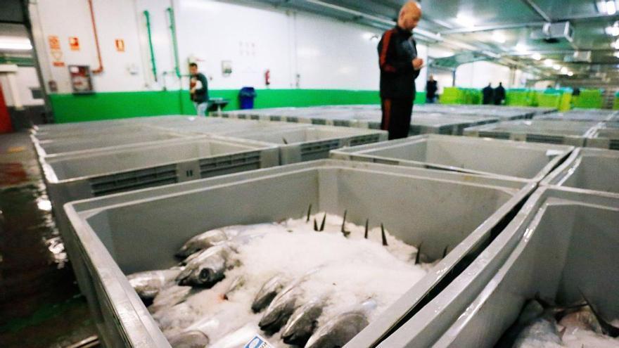 La rula de Avilés alcanza 829.734 kilos de pescado vendidos en septiembre: la merluza se consolida como la especie más rentable y el bonito pierde posiciones
