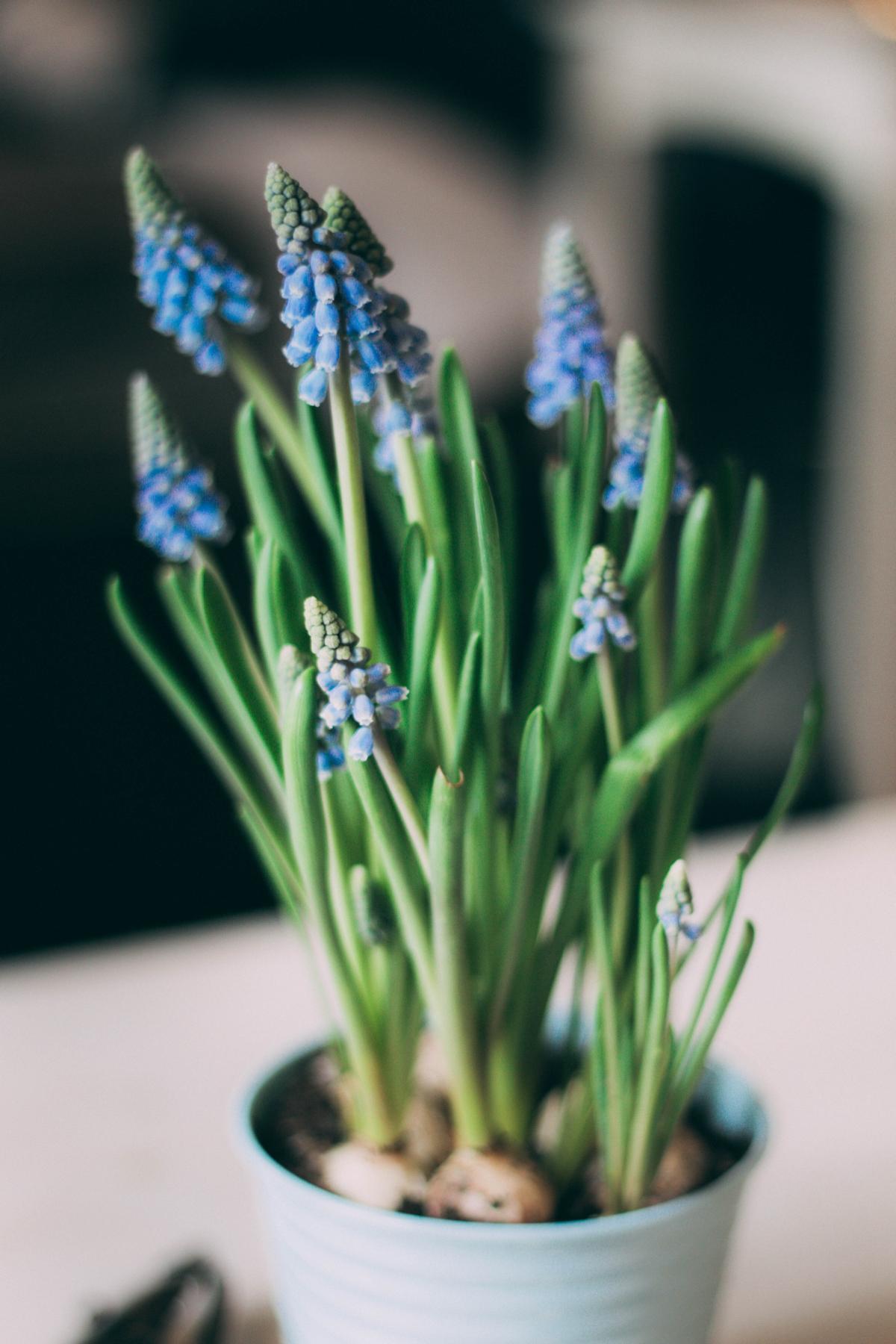 El jacinto es una de las mejores plantas para decorar.