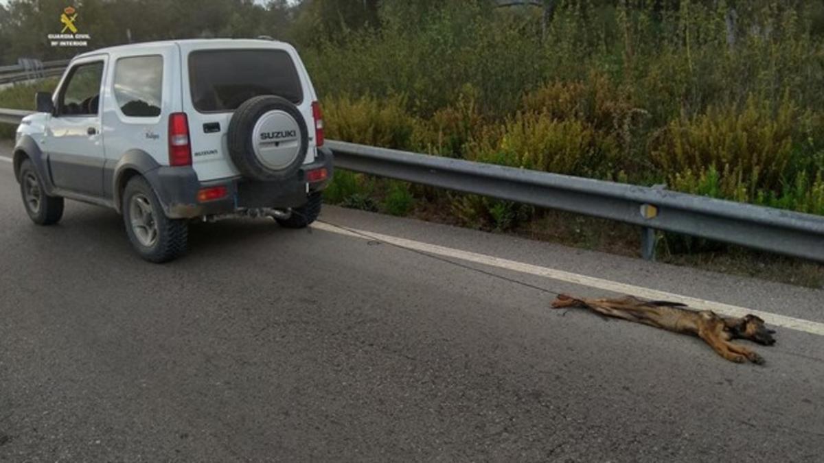 Investigado por la muerte de un perro