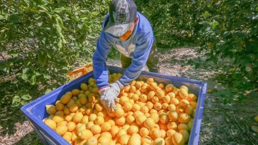 Los cítricos de la Comunidad tienen un mercado importante en EE UU.