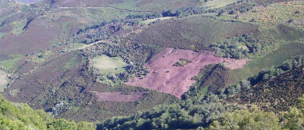 La mejora del corredor del oso en Pajares incluye la plantación de 25.000 árboles