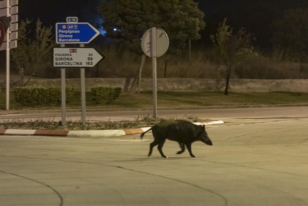 Porcs senglars a l''N-II a la Jonquera