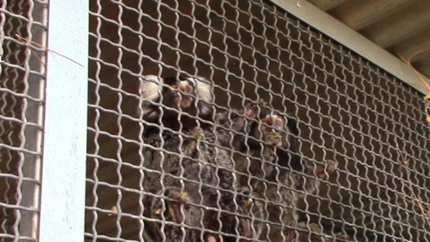 Intervenidos 25 monos en una operación contra el tráfico de especies protegidas