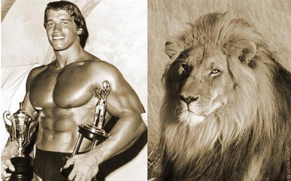 #5forBigCats, la campanya d’Arnold Schwarzenegger contra la caça d’animals com Cecil.