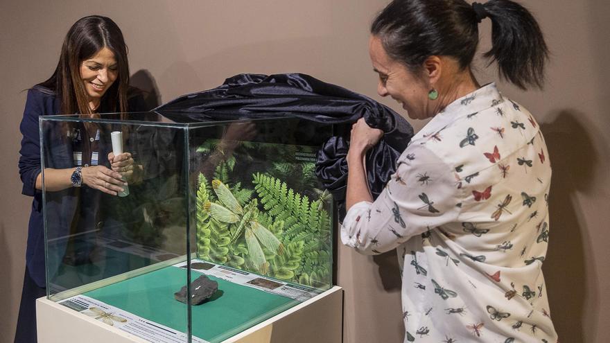 El Museo Paleontológico de Elche exhibe el fósil de un insecto único y con 300 millones de años