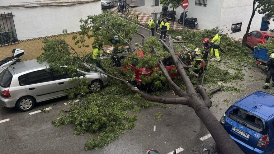 El árbol, ya caído por un temporal en marzo, en el centro de Marbella.