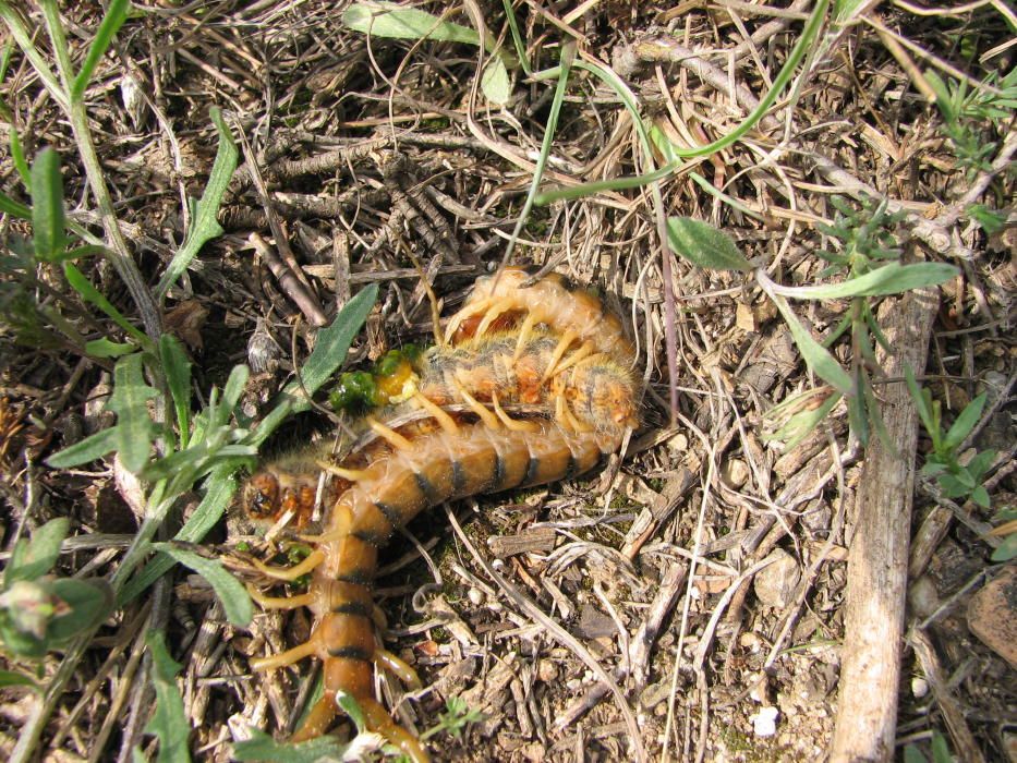 Cuidado con la fauna silvestre y marina durante el verano