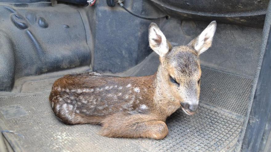 Cría de corzo encontrada en Sanabria y llevada a un coche.