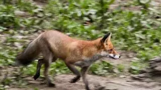Una asociación animalista denuncia una prueba con zorros vivos en una madriguera artificial en Badajoz