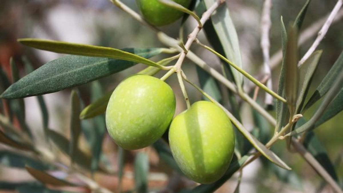 El cultivo del olivo, todavía minoritario en buena parte de Galicia, aspira a convertirse en una nueva vía de diversificación económica para el rural.