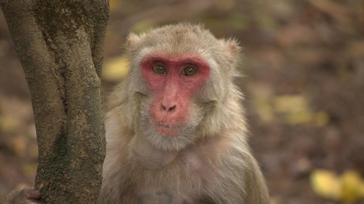 Archivo - Mono macaco rhesus hembra