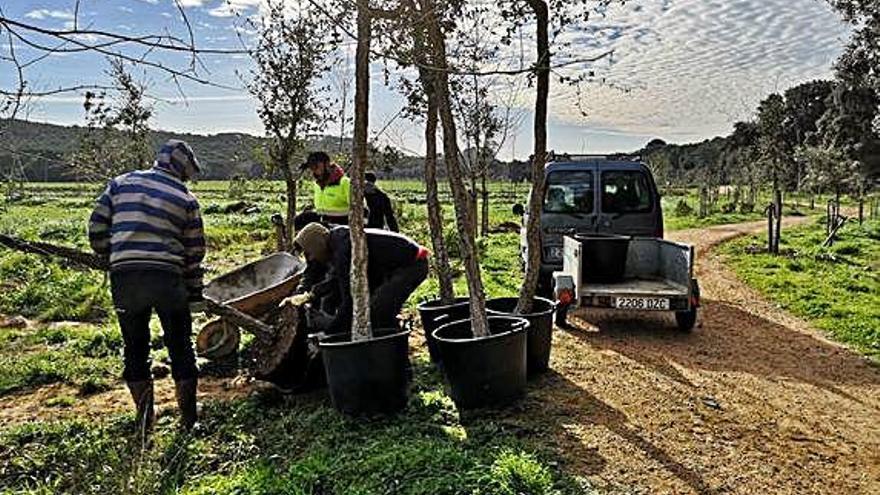 Reposen 230 arbres morts a la plana del Castell