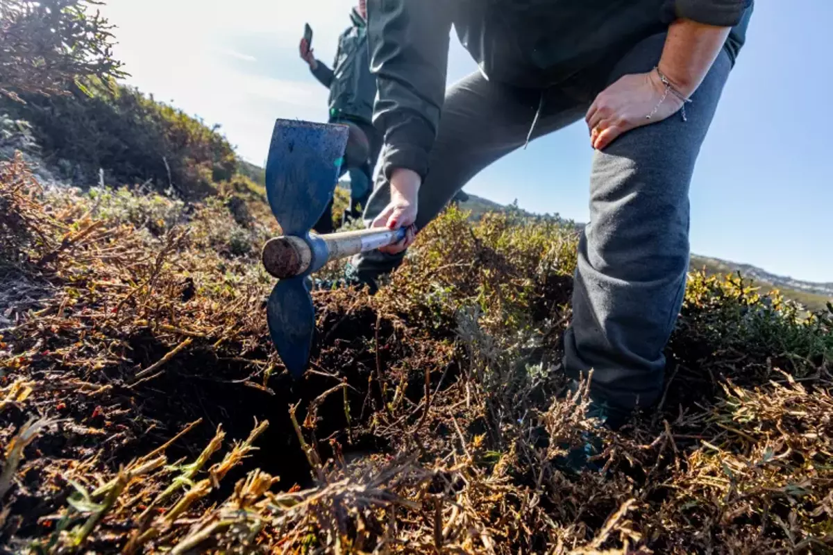 Plantación del proyecto Life Terra del pasado 22 de enero en la Sierra da Estrela, al norte de Portugal.