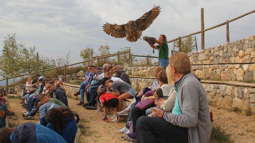 El Zoo del Pirineu retorna 228 animals a la natura dels 372 que va acollir el 2023