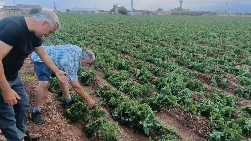 Una granizada destroza el cultivo de la patata en sa Pobla