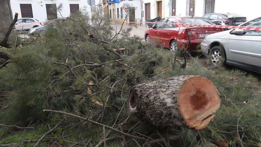 El viento derriba un árbol sobre varios coches en la plaza de La Magdalena