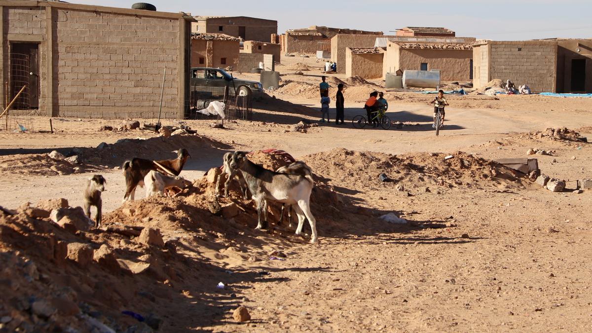 Unes cabres passegen mentre uns nens juguen al carrer al campament de refugiats de Bodjour, al Tindouf