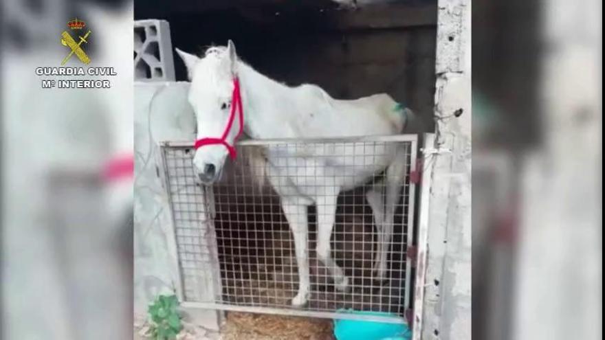 Rescatan a tres caballos y un perro abandonados