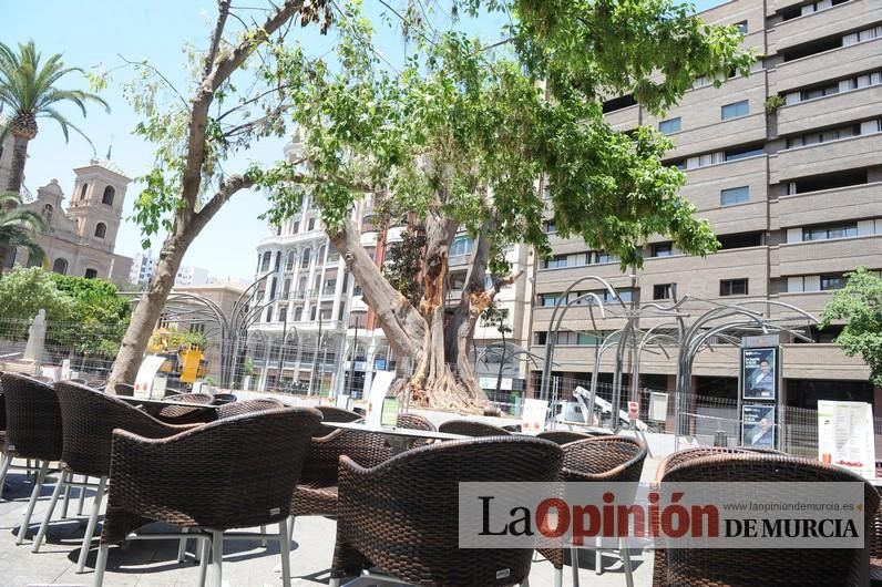 El estado final del ficus de Santo Domingo