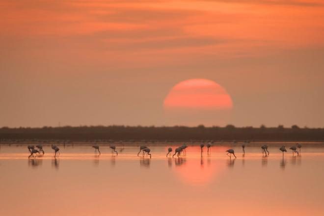 Flamencos, Parque Natural del Delta del Ebro, Los 5 mejores parques naturales de España para el avistamiento de aves migratorias