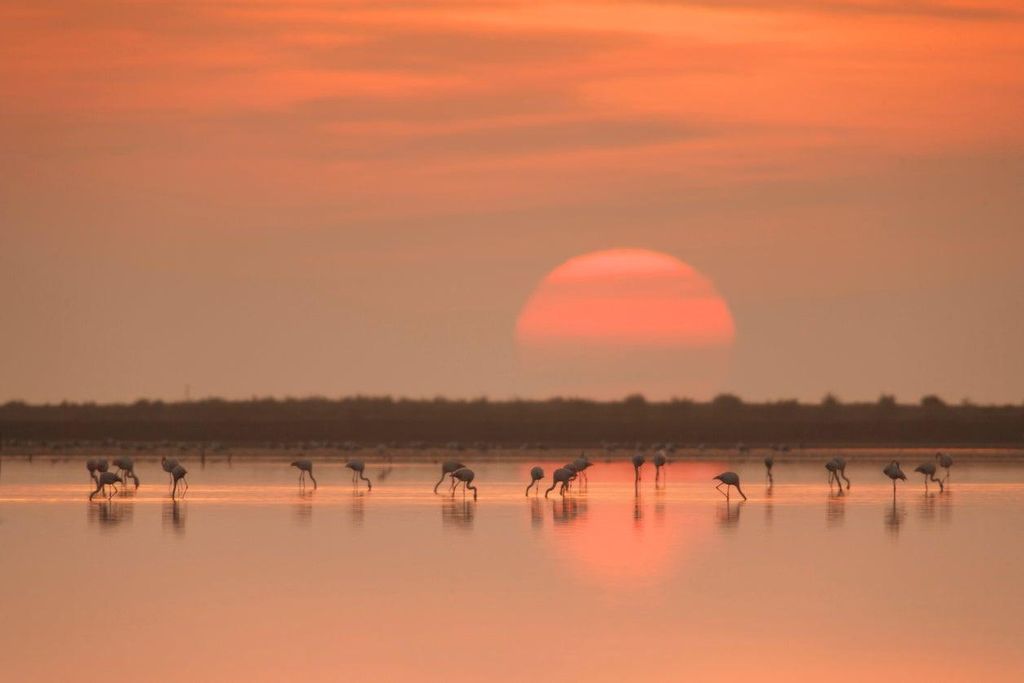 El amanecer es uno de los momentos más bonitos para ver a las aves más madrugadoras