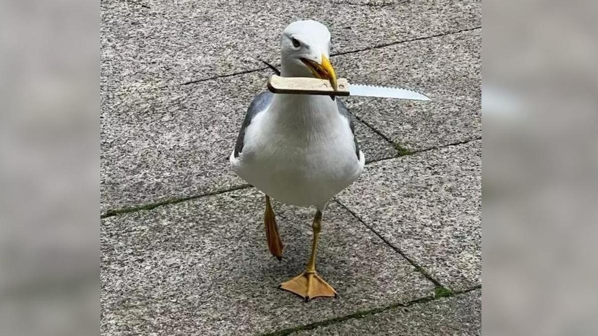 Recordamos el hallazgo de la gaviota navajera en el primer aniversario de este meme vigués