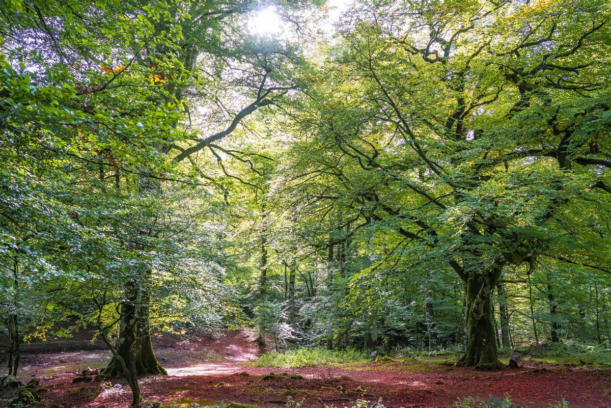 Selva de Irati en Navarra Pirineo bosque de hayas de otoño