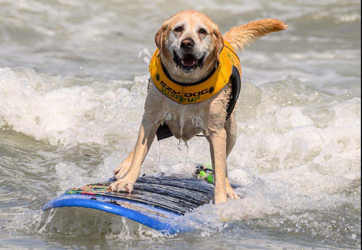 Hicieron un torneo de perros surfistas en California