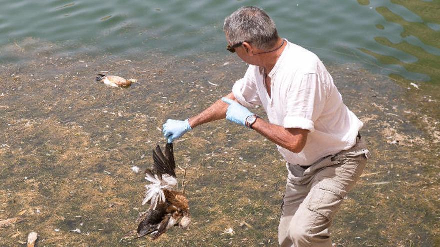 Retirada de patos muertos en la presa de Los Molinos, en una imagen de archivo.