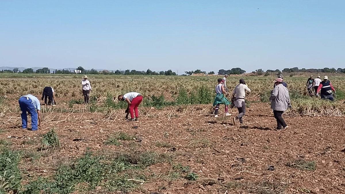 Un grupo de temporeros, trabajando en un campo de Castilla-La Mancha, a finales de mayo