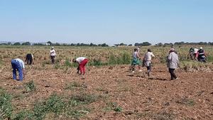 Un grupo de temporeros, trabajando en un campo de Castilla-La Mancha, a finales de mayo.