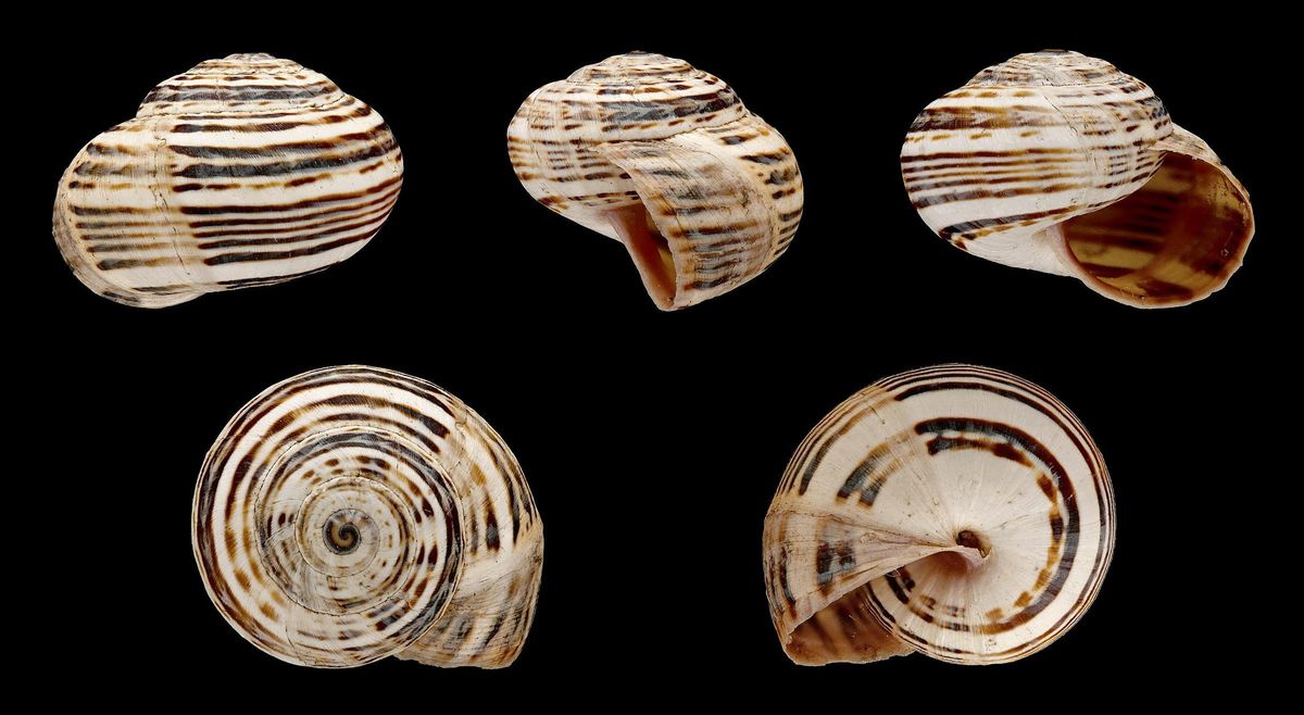 Theba pisana.