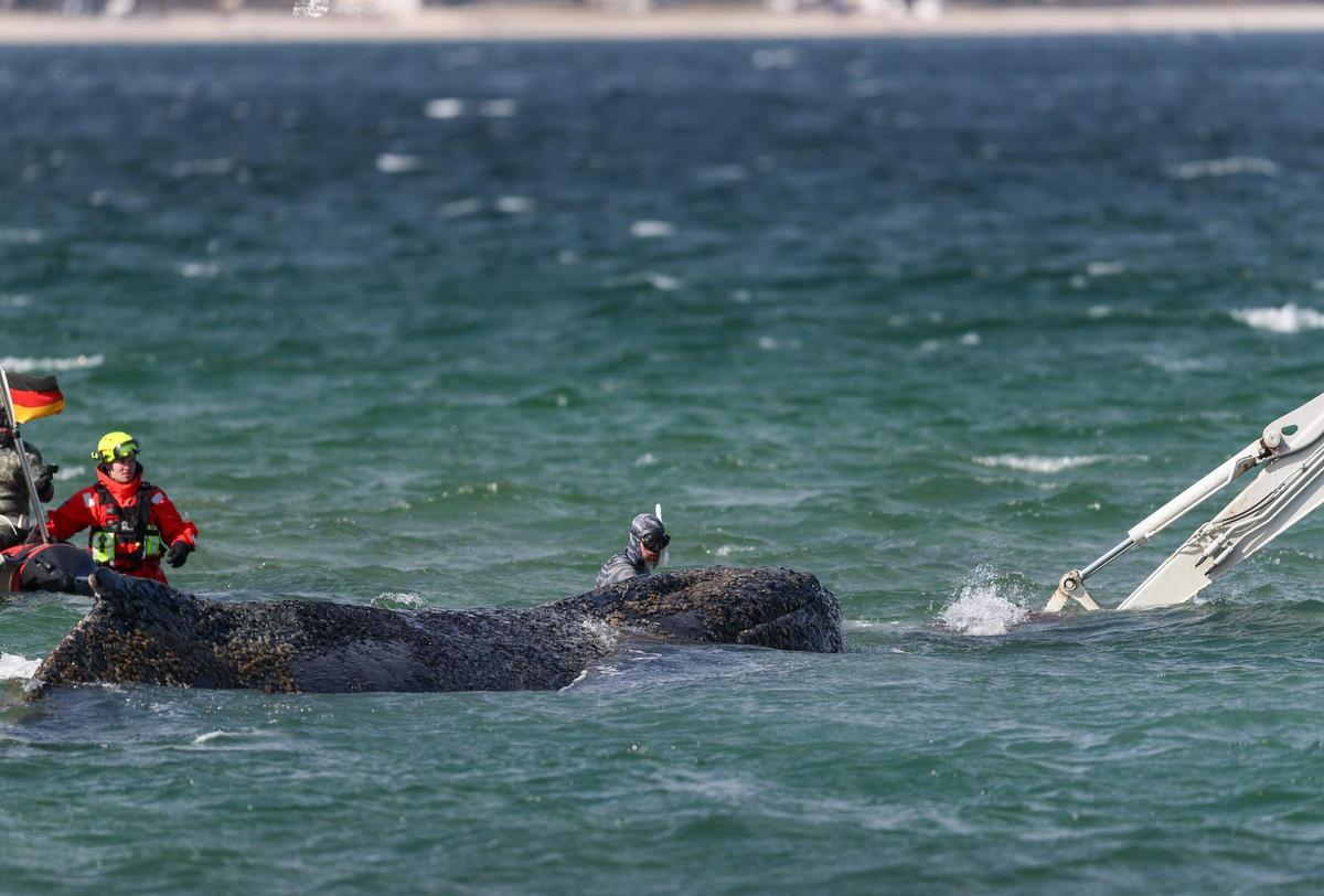 Timmy, la ballena varada en el mar Báltico