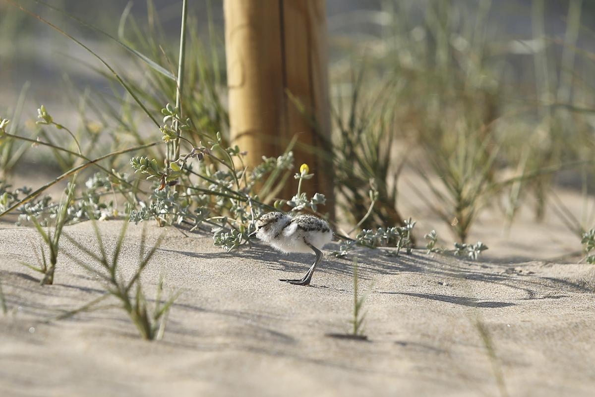 Cría de chorlitejo en la playa de La Mata entre la playa y las dunas Cría de chorlitejo en la playa de La Mata entre la playa y las dunas
