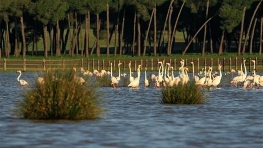 El Parque de Doñana, entre los que más especies invasoras tiene